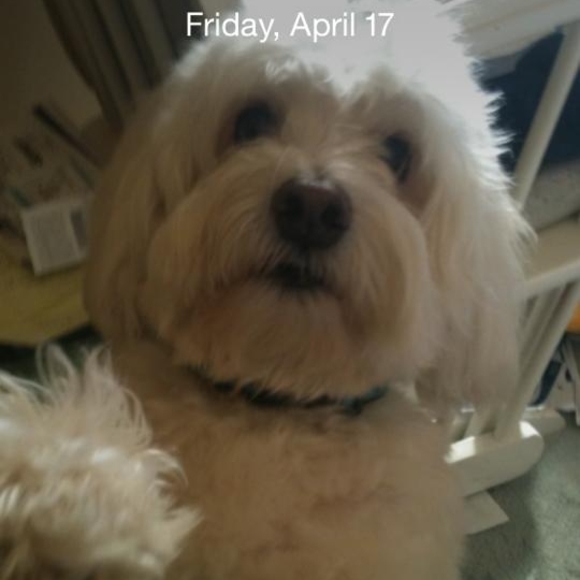 Meet your Posher, Linn - Picture 1 of 1